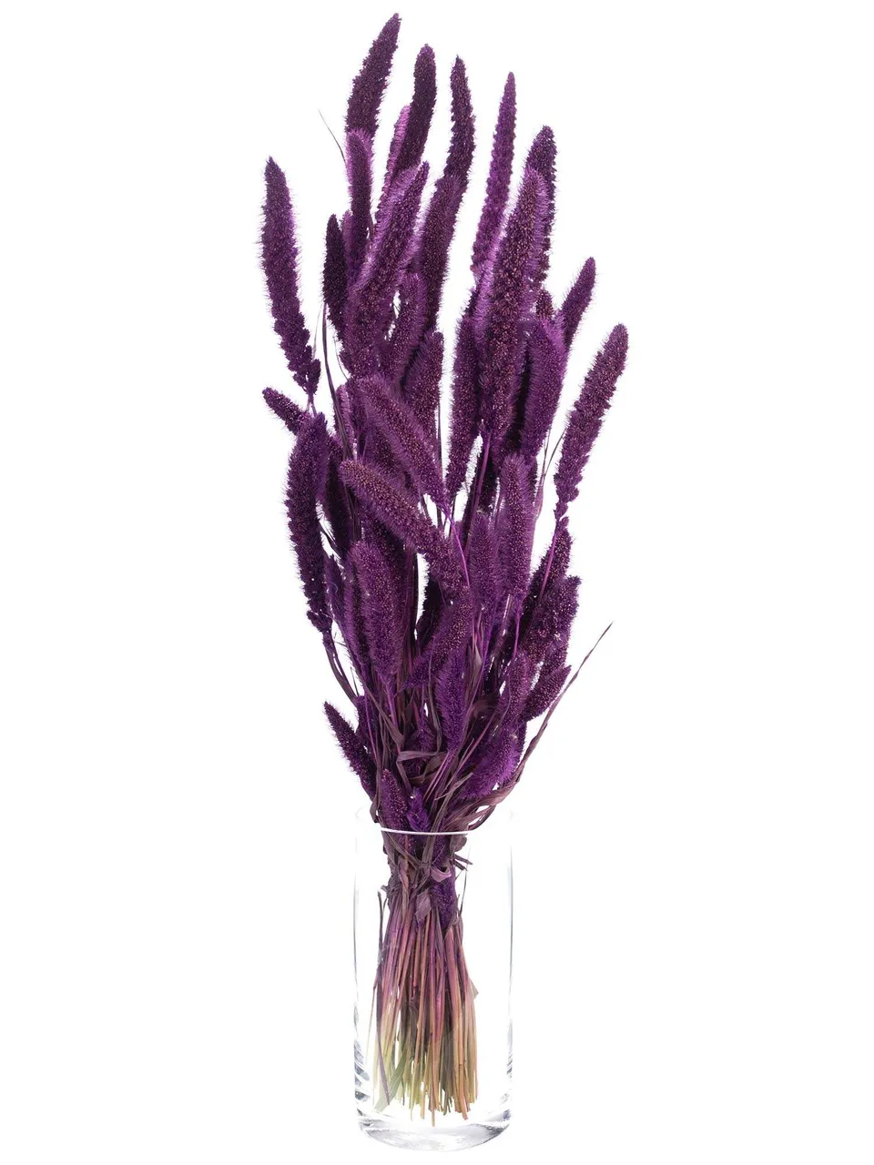 blumigo-setaria-borstenhirse-trockenstrau-bunt-set image 1