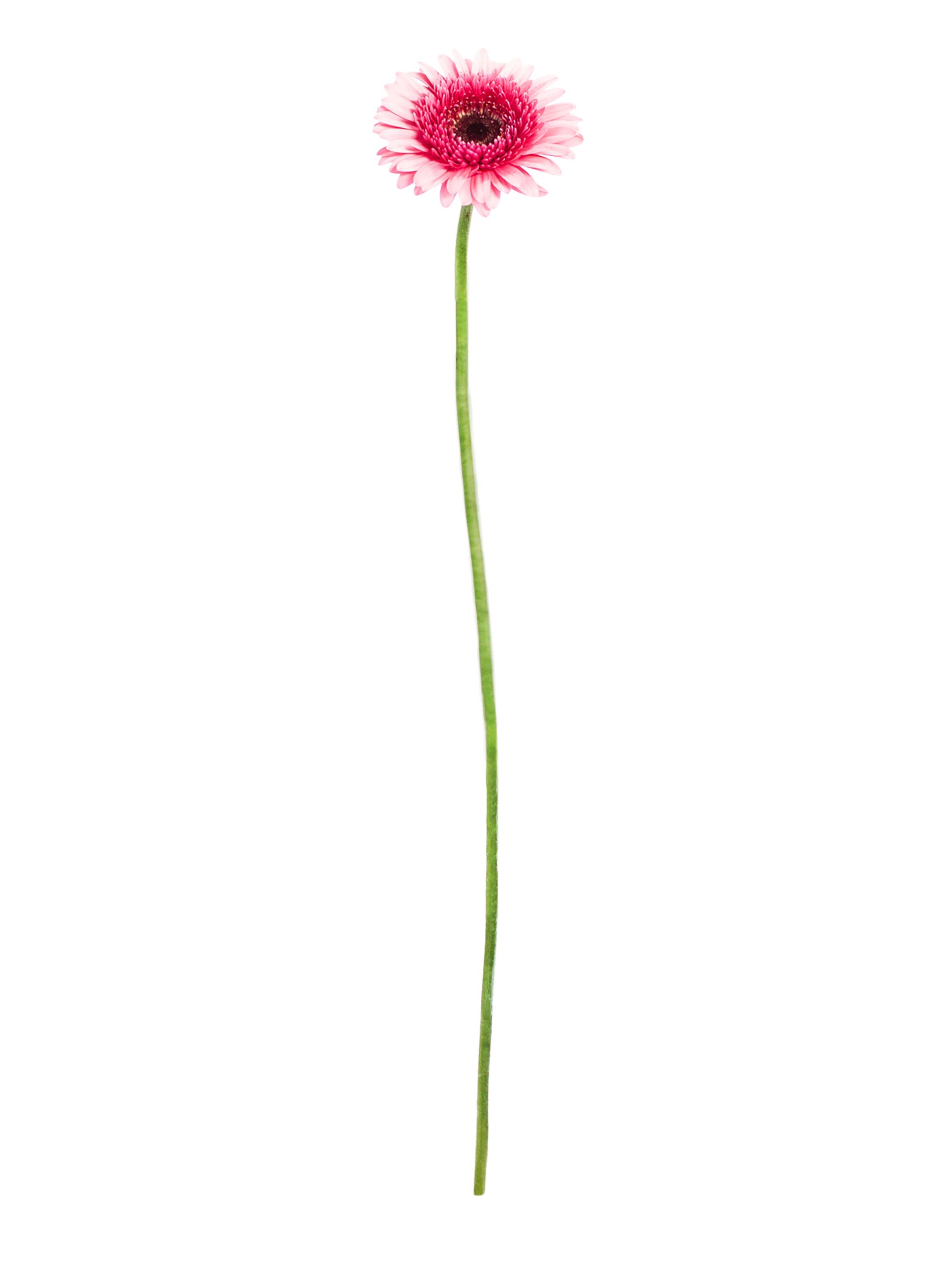 blumigo-gerbera-mini-isabelle-pink-rosa-schnittblumen image 2