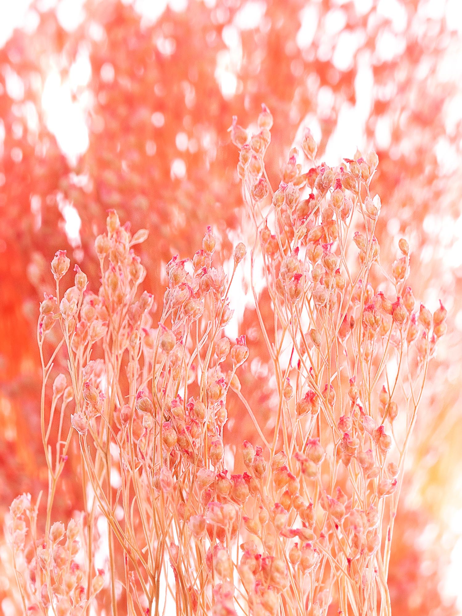 blumigo-trockenblumen-ginster-getrocknet-rosa-bund image 4