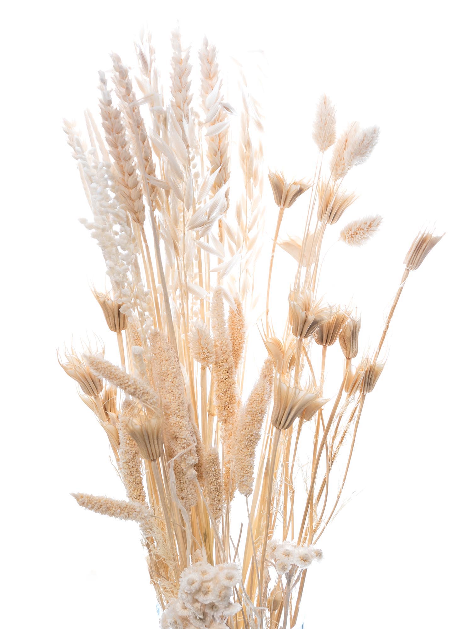 blumigo-trockenblumen-coconut-dream-mix-trockenstrau-gebleicht image 5