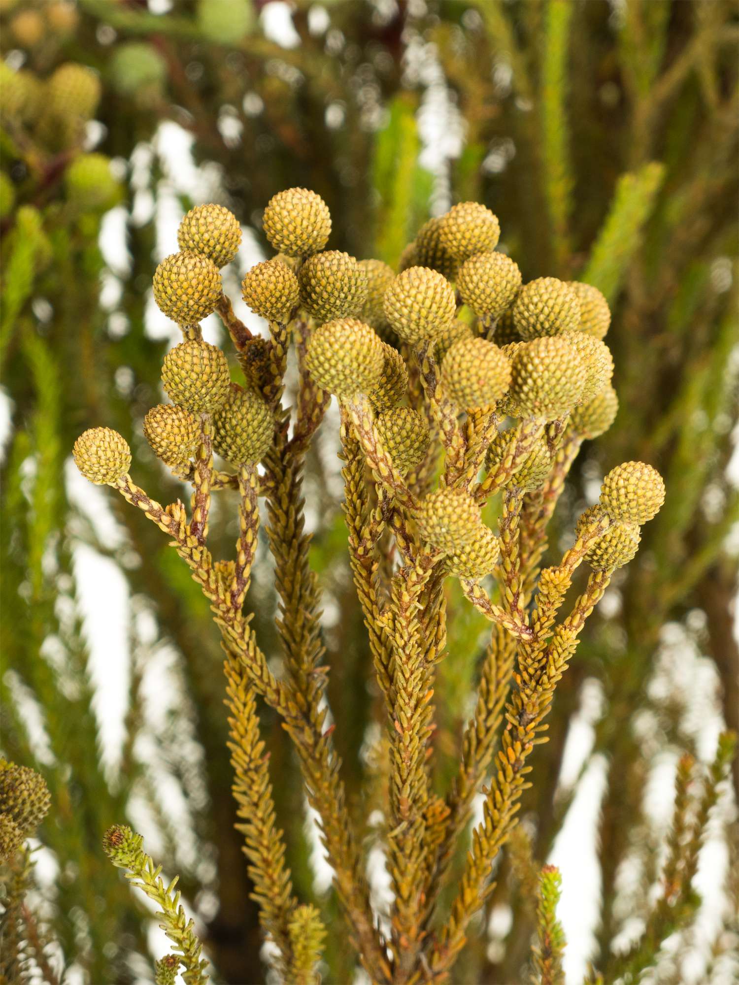 blumigo-blattwerk-berzelia-abrotanoides-schnittgr-n-graugr-n-bund image 1