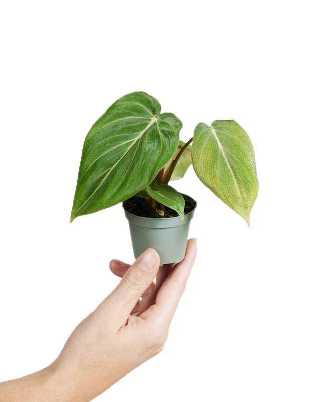 plnts-babyplnts-philodendron-gloriosum-steckling-3-cm-jungpflanze-8-cm-luftreini image 5