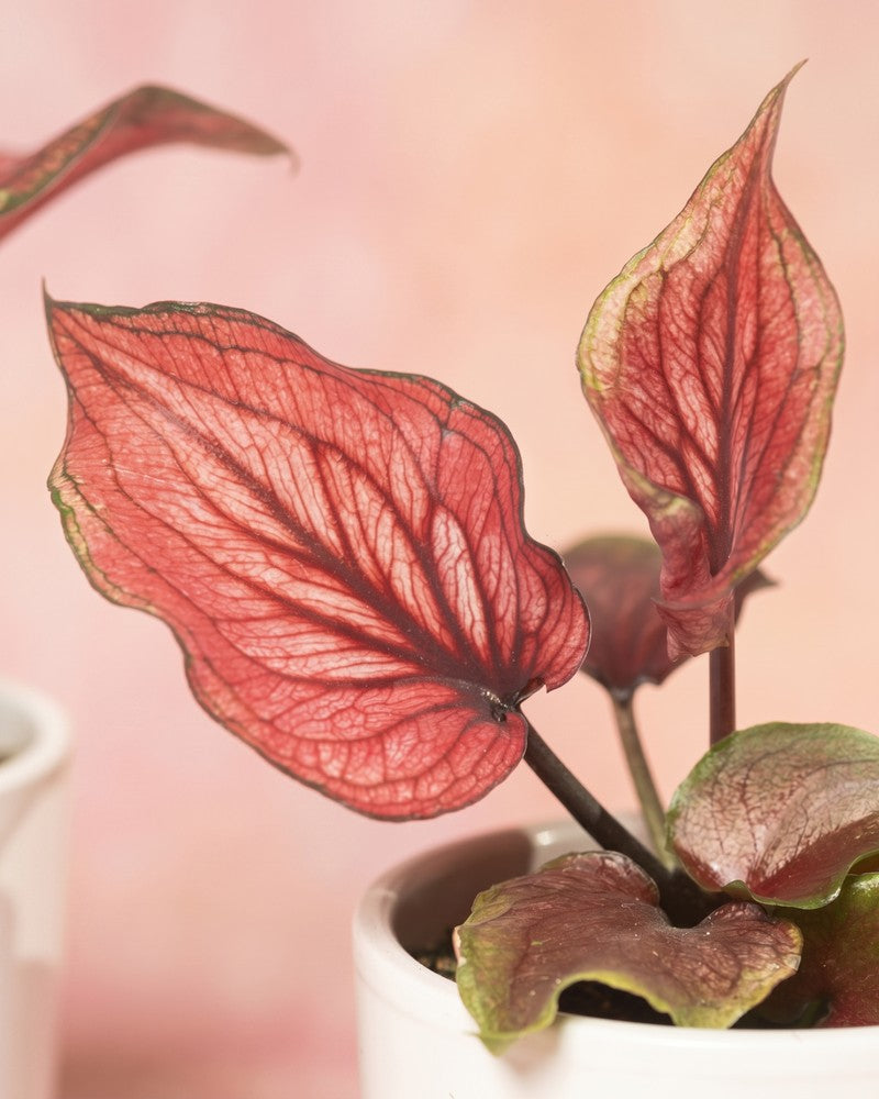 feey-variado-baby-caladium-buntblatt-3er-set-gemischt image 8