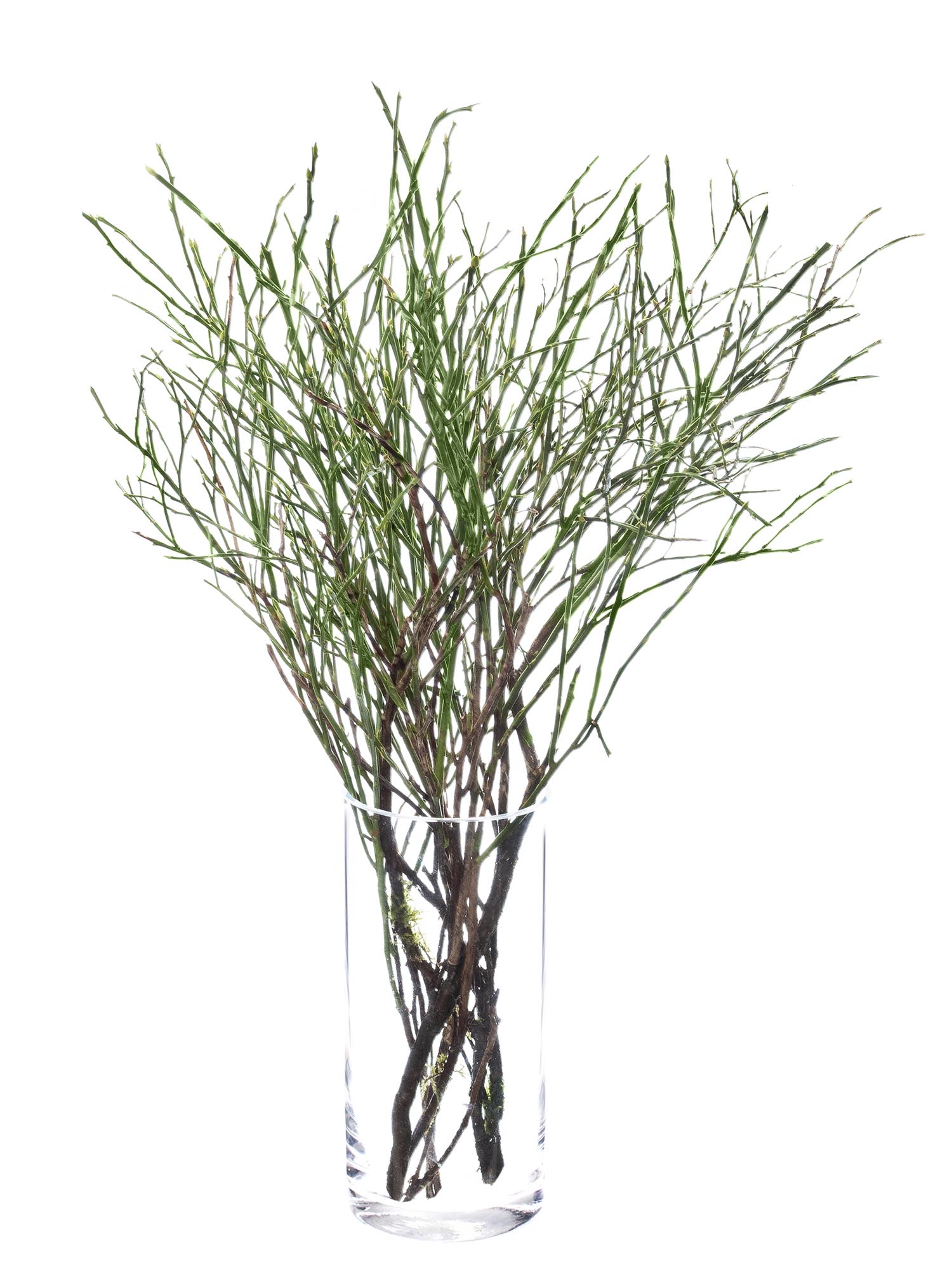 blumigo-blattwerk-heidelbeergr-n-bindegr-n-frisch-geschnitten image 3
