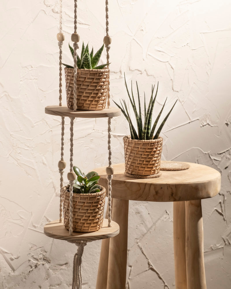 feey-variado-babypflanzen-3er-set-sukkulenten-wenig-wasser image 8