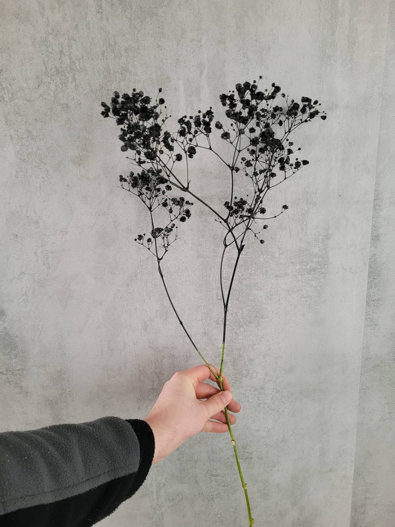 blumigo-schleierkraut-painted-schwarz-schnittblume image 3