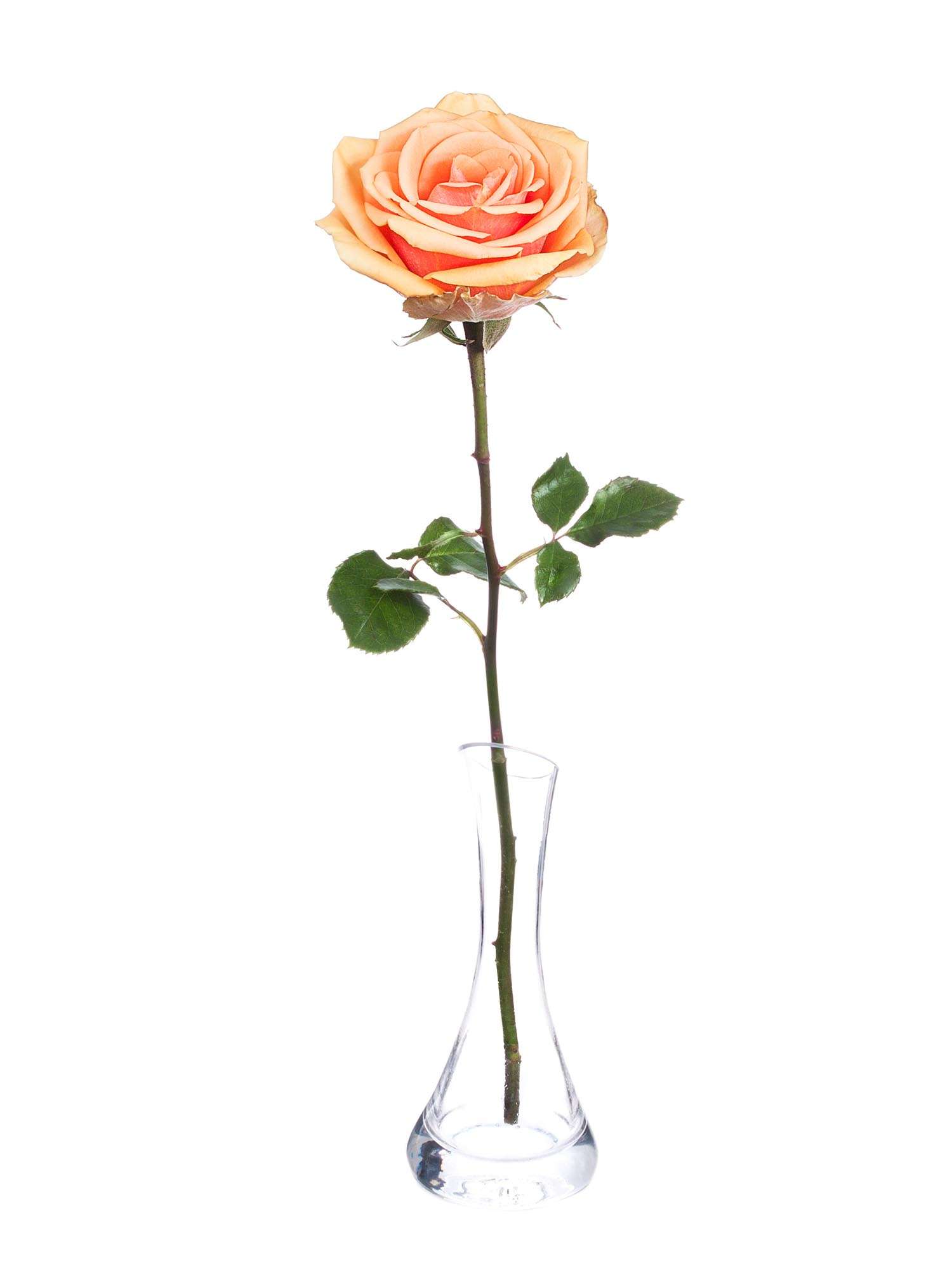 blumigo-rosen-alchemy-schnittrose-apricot-duftrose image 4