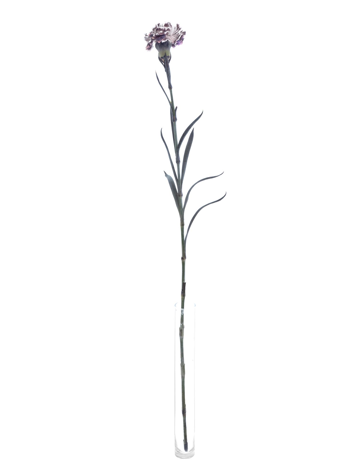 blumigo-edelnelken-violetta-blume-violett-wei-einzeln image 4