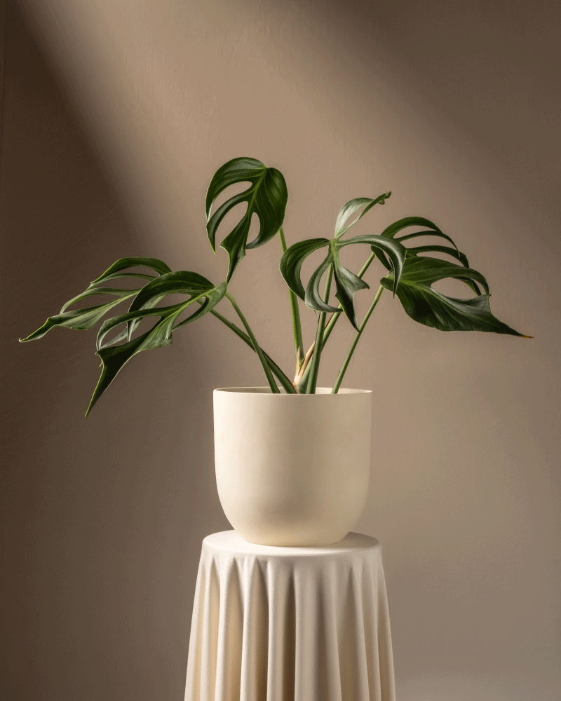 feey-variado-monstera-burle-marx-flame-zimmerpflanze image 6