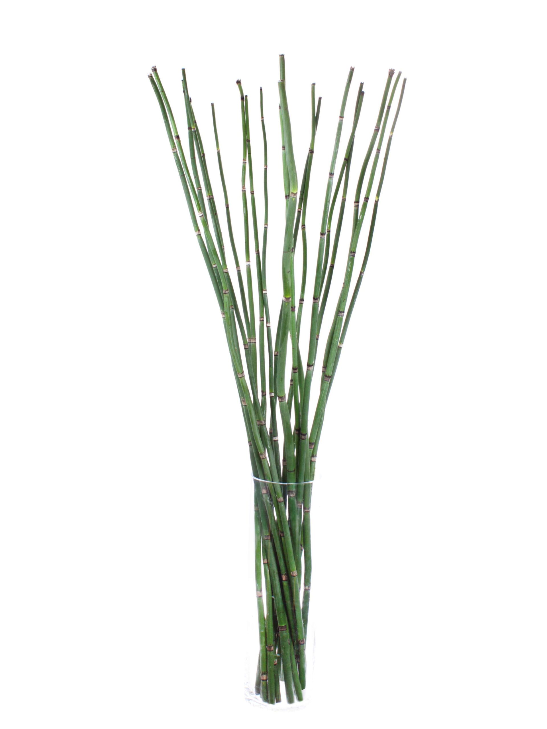 blumigo-zweige-bambus-im-bund-zweig-f-r-vase image 2