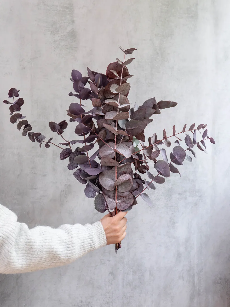 blumigo-eukalyptus-cinerea-painted-rot-zweige image 1