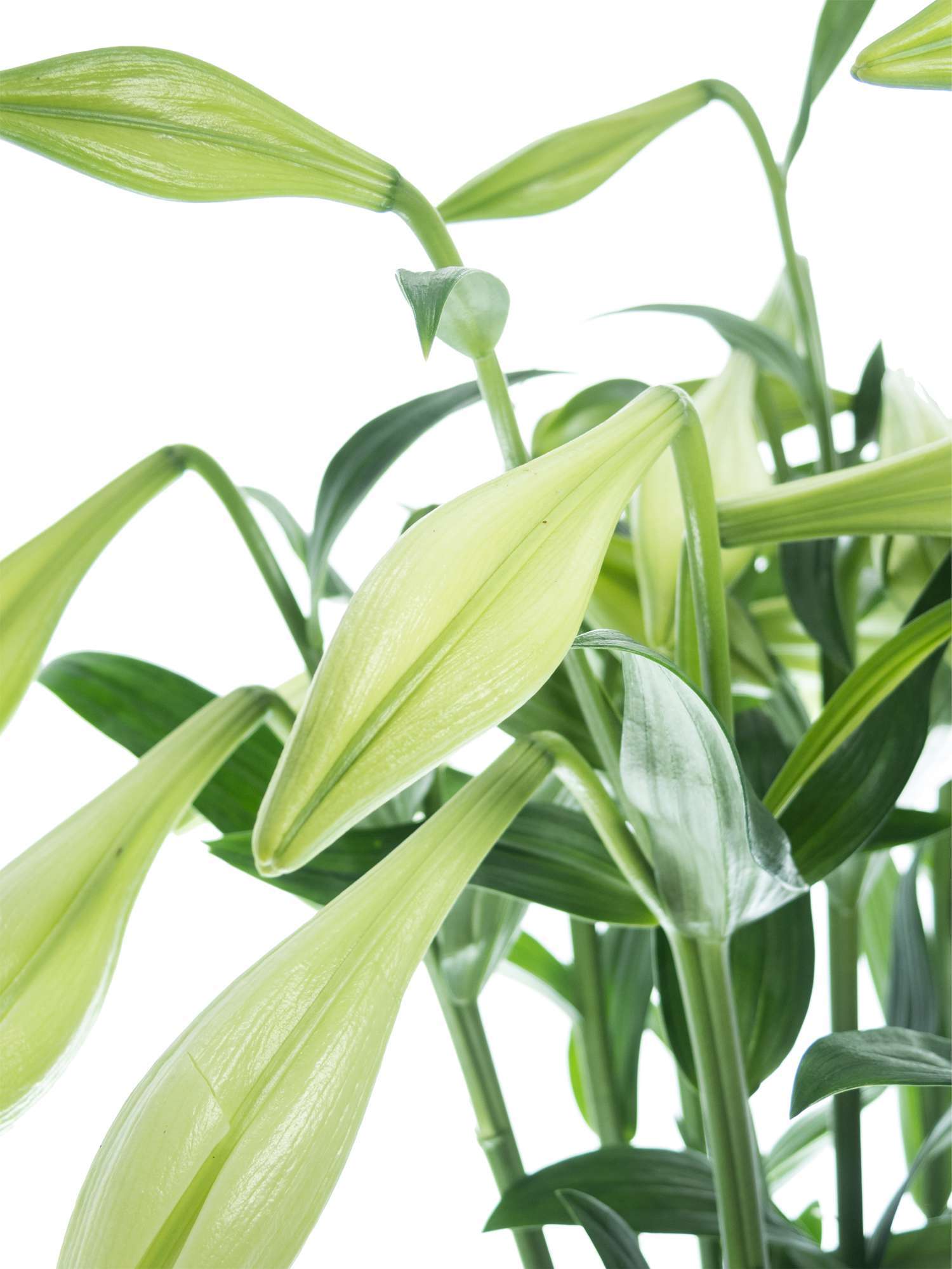 blumigo-lilien-white-heaven-wei-e-schnittblumen-frisch image 1