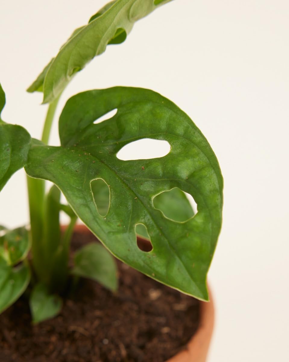 plnts-babyplnts-monstera-adansonii-zimmerpflanze-15-cm image 4