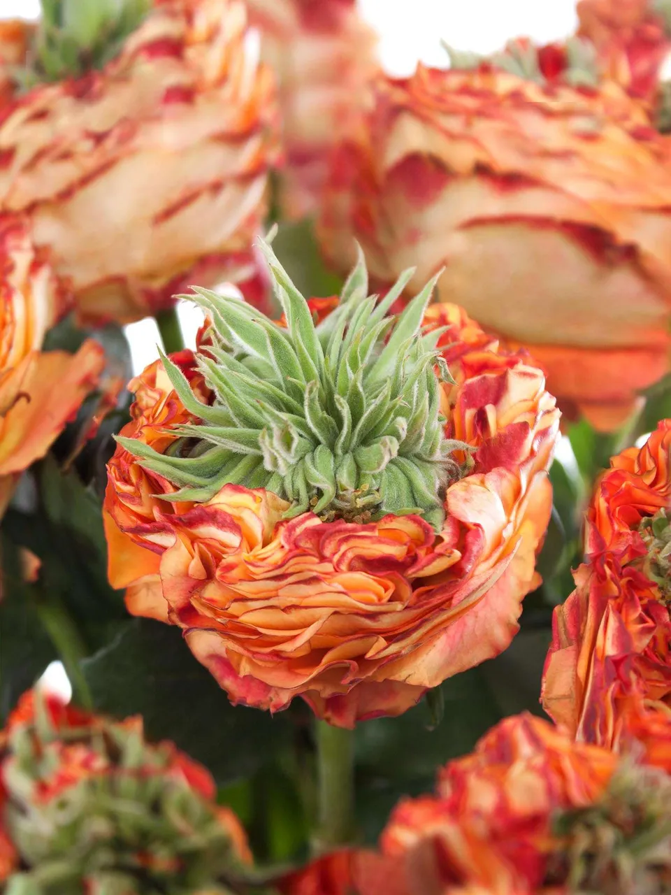 blumigo-rosen-flash-eye-orange-rot-schnittblume-in-orange image 1
