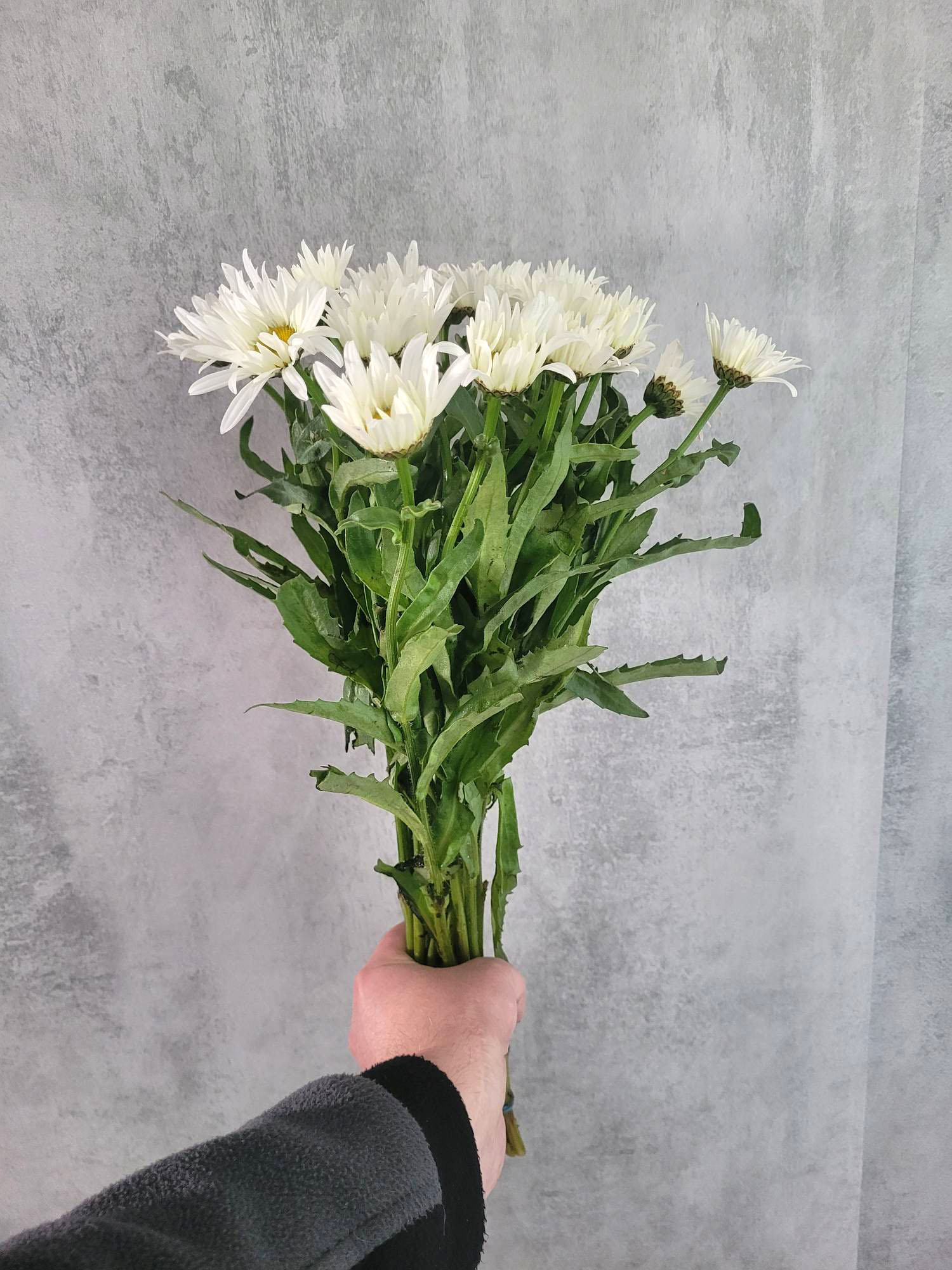 blumigo-blattwerk-margeriten-vulgare-schnittblume-wei-gelb image 2