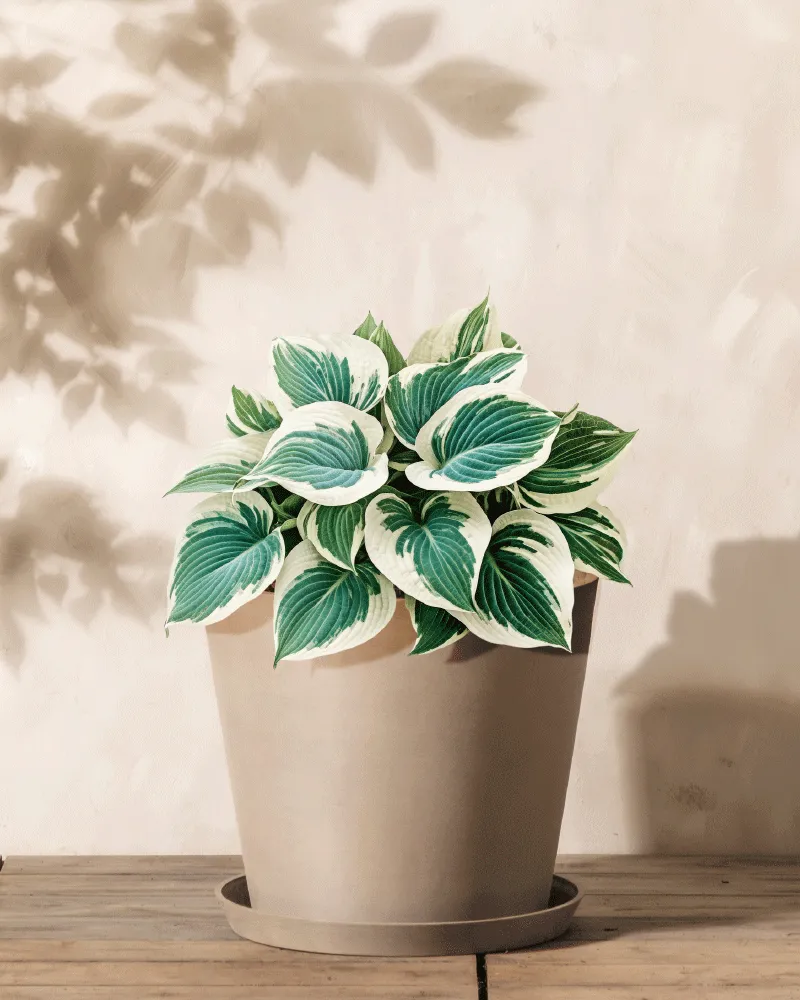 feey-amsterdam-hosta-blau-beige-2-stk-rhizome image 1