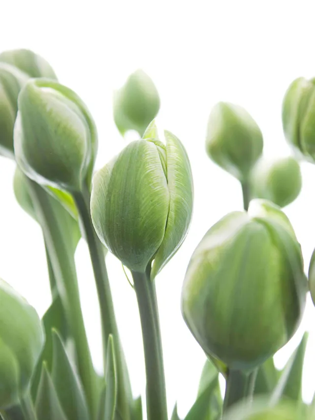 blumigo-tulpen-white-mountain-gef-llt-schnittblumen-wei image 1