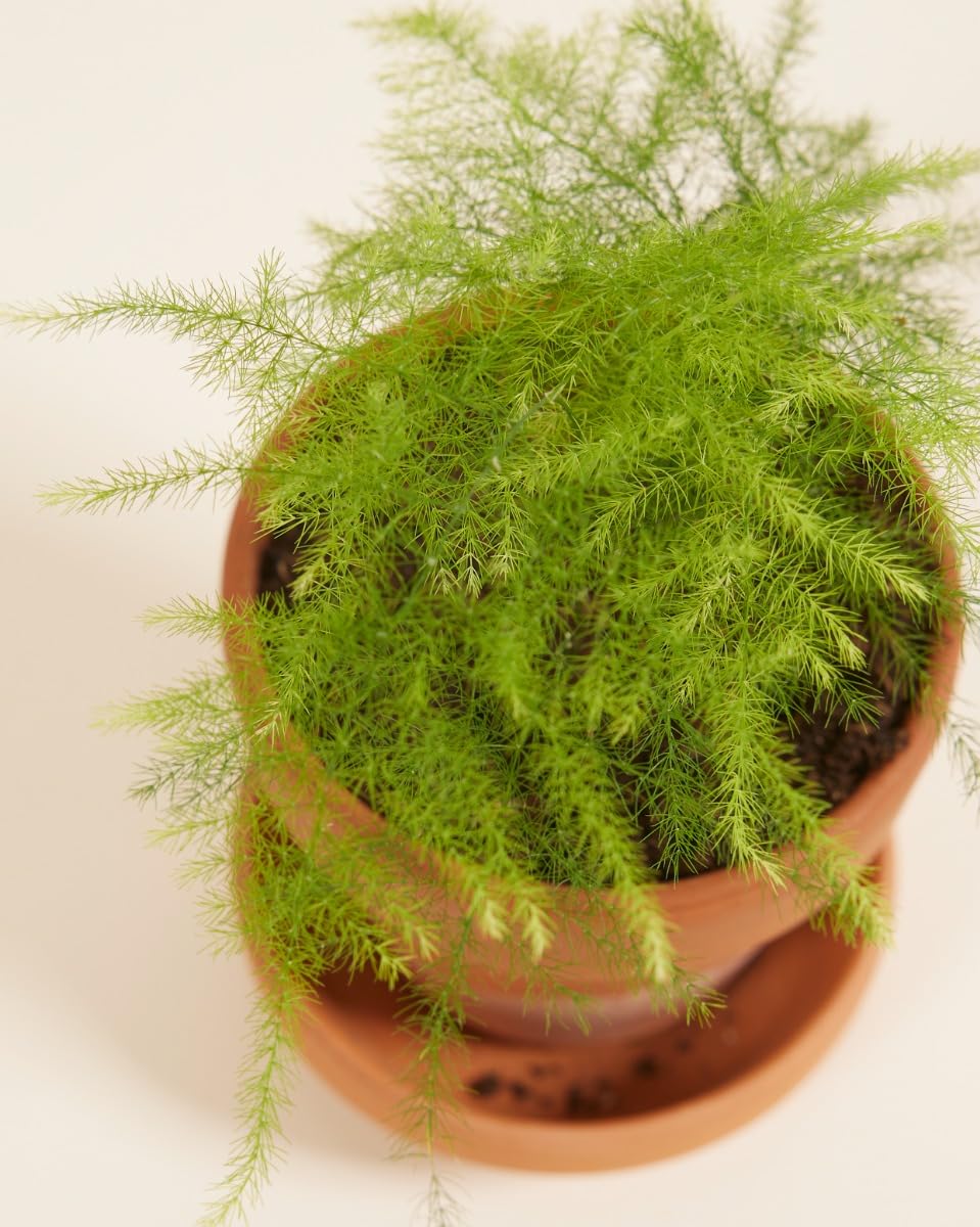plnts-babyplnts-asparagus-fern-zimmerpflanze-15-cm-federartig image 3
