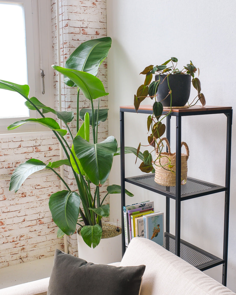feey-variado-philodendron-micans-zimmerpflanze-ohne-bertopf-samtig image 4