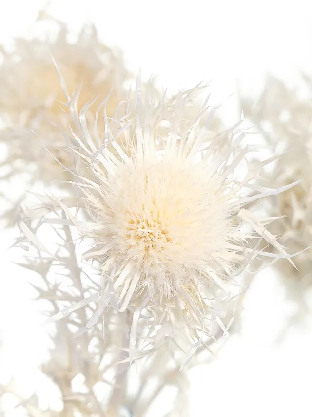 blumigo-trockenblumen-distel-silver-thistle-wei-creme image 1