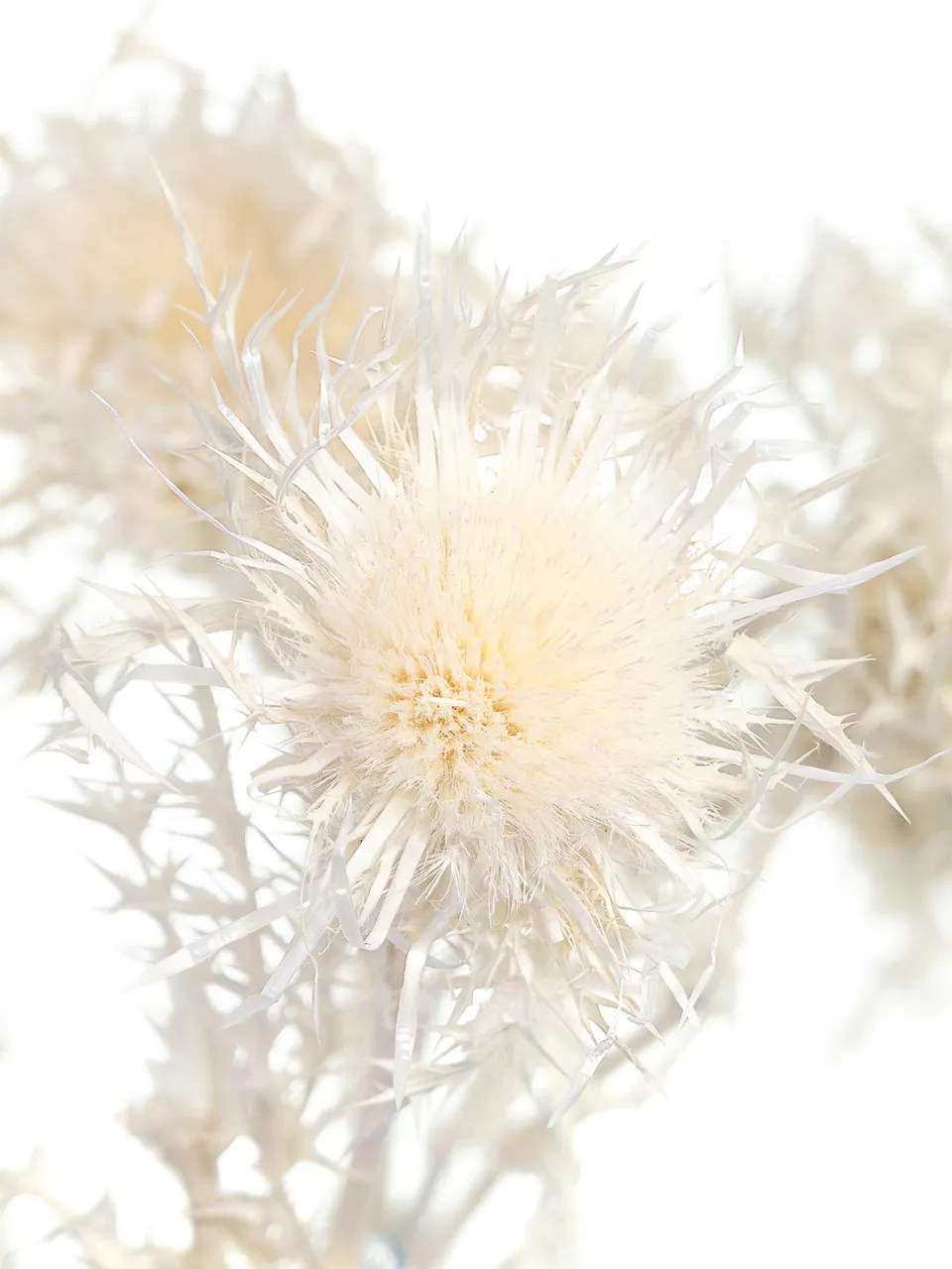 blumigo-trockenblumen-distel-silver-thistle-wei-creme image 1