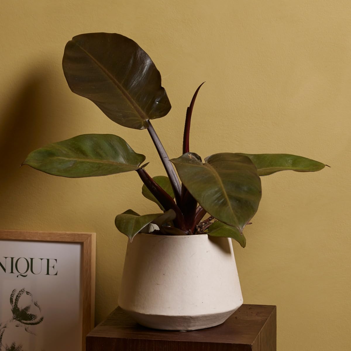plnts-rareplnts-philodendron-black-cardinal-zimmerpflanze-20-cm-dunkel image 7