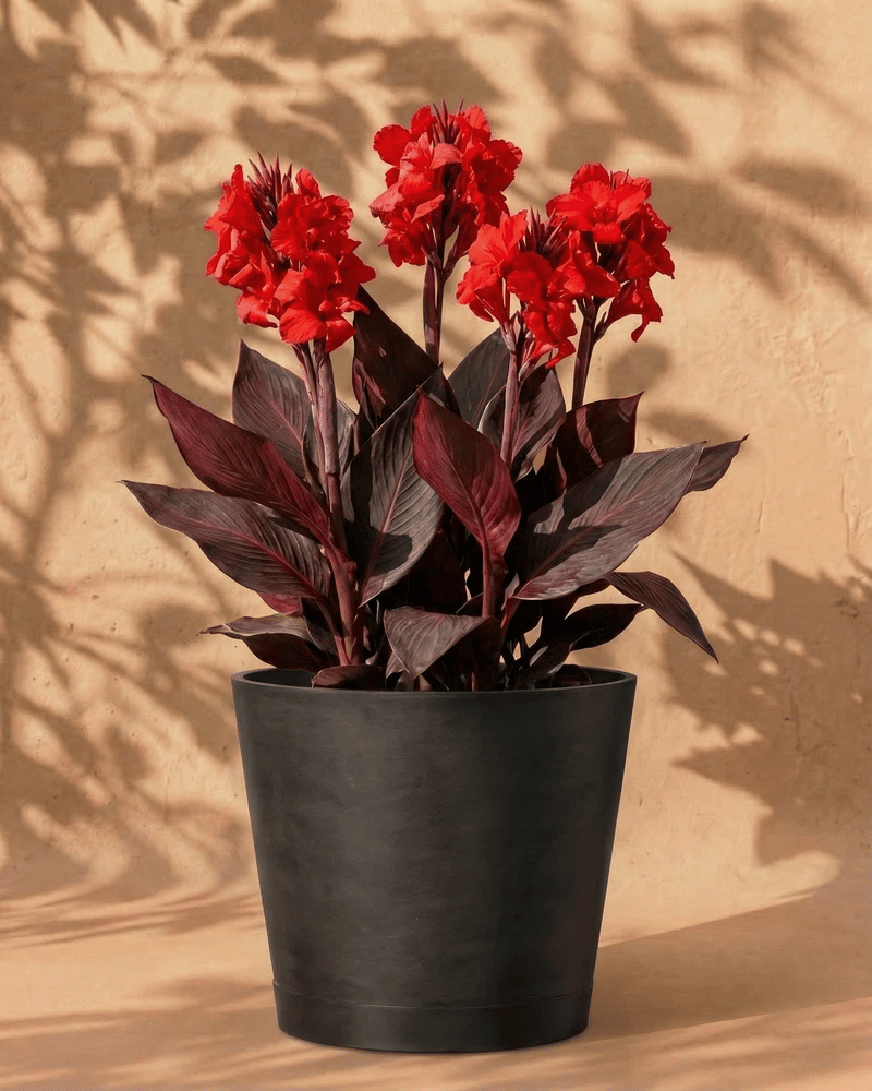 feey-amsterdam-canna-rot-blumenrohr-knollen-3-st-ck-sonnig image 6