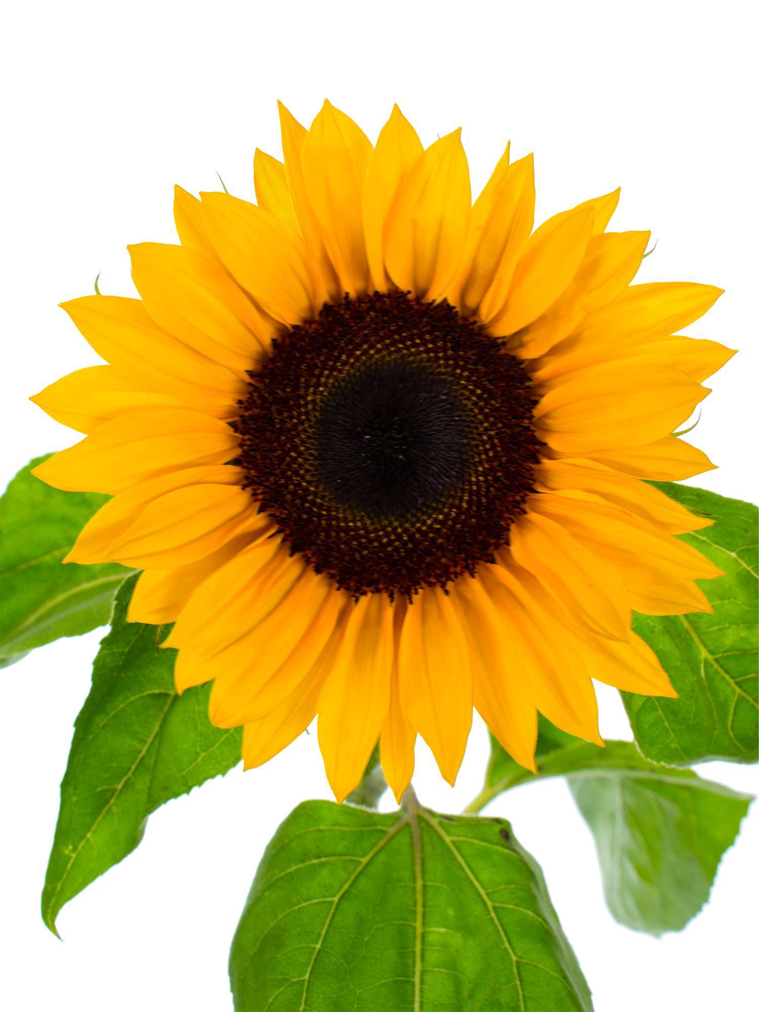 blumigo-sonnenblumen-sunrich-orange-schnittblume-orange image 4