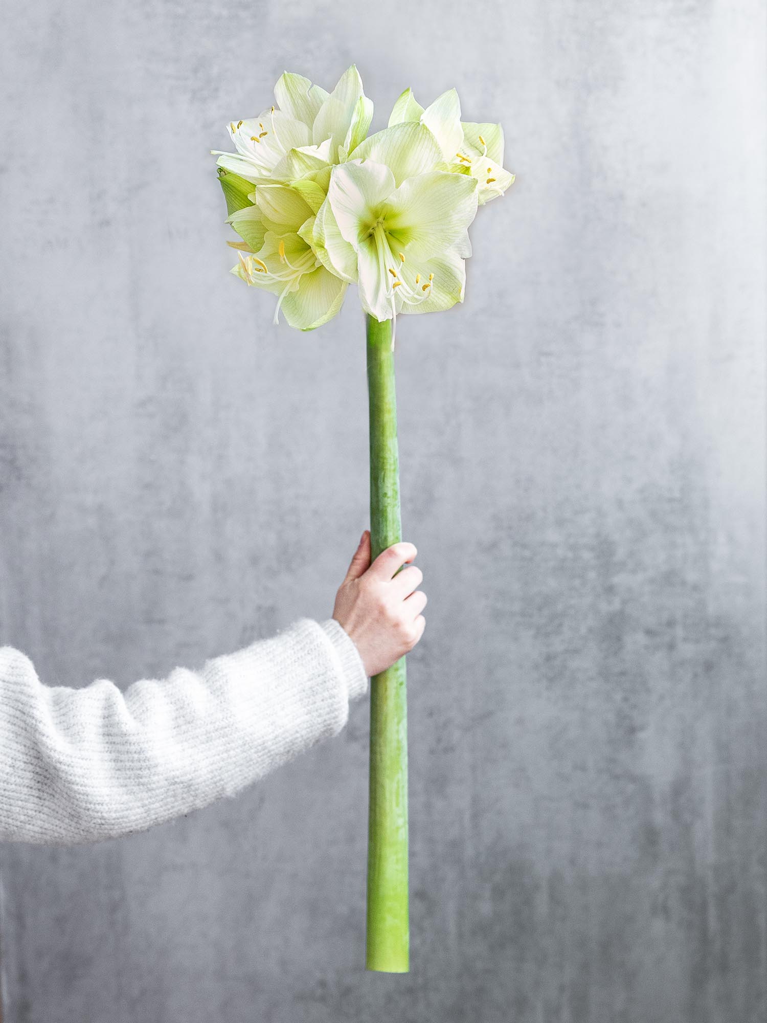 blumigo-amaryllis-casablanca-wei-schnittblume-winter image 1