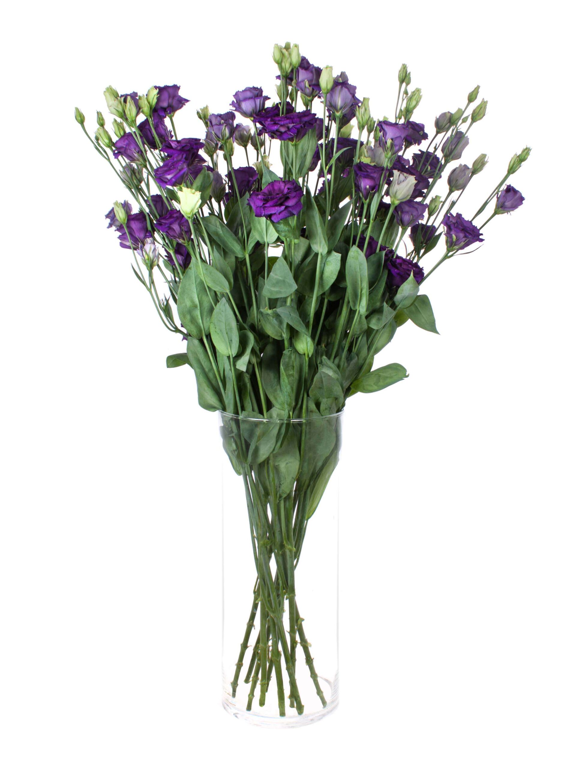 blumigo-lisianthus-arosa-violett-schnittblume-dunkelviolett image 2