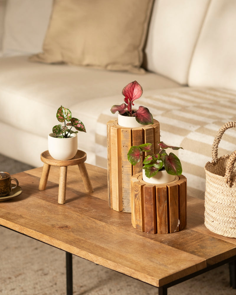 feey-variado-baby-caladium-buntblatt-3er-set-gemischt image 2