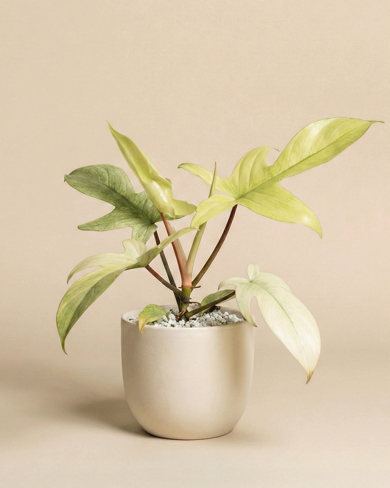 feey-variado-philodendron-florida-ghost-ohne-bertopf image 5