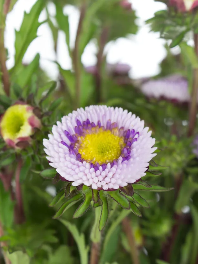 blumigo-herbstdeko-sommerastern-blume-blau-wei-verzweigt image 1