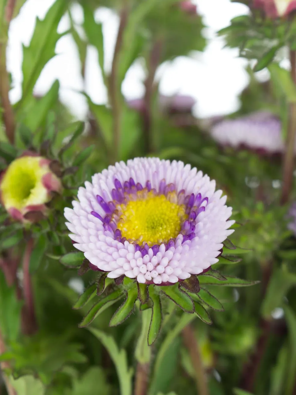 blumigo-herbstdeko-sommerastern-blume-blau-wei-verzweigt image 1