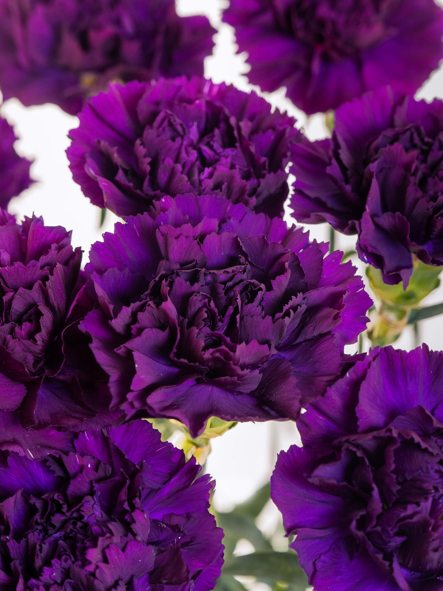 blumigo-moonvista-edelnelke-violett-aubergine-1-stiel image 1