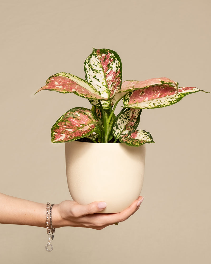 feey-aglaonema-jazzy-red-zimmerpflanze-ohne-bertopf-klein image 1