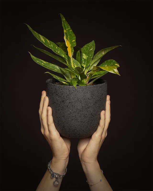 feey-variado-philodendron-ring-of-fire-20-30-cm-rarit-t image 1