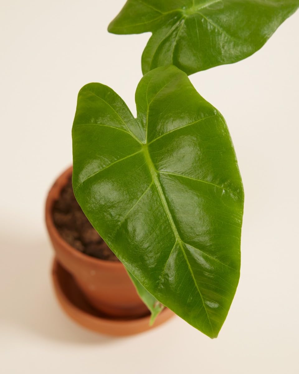 plnts-babyplnts-alocasia-golden-lutea-babypflanze-10cm image 3