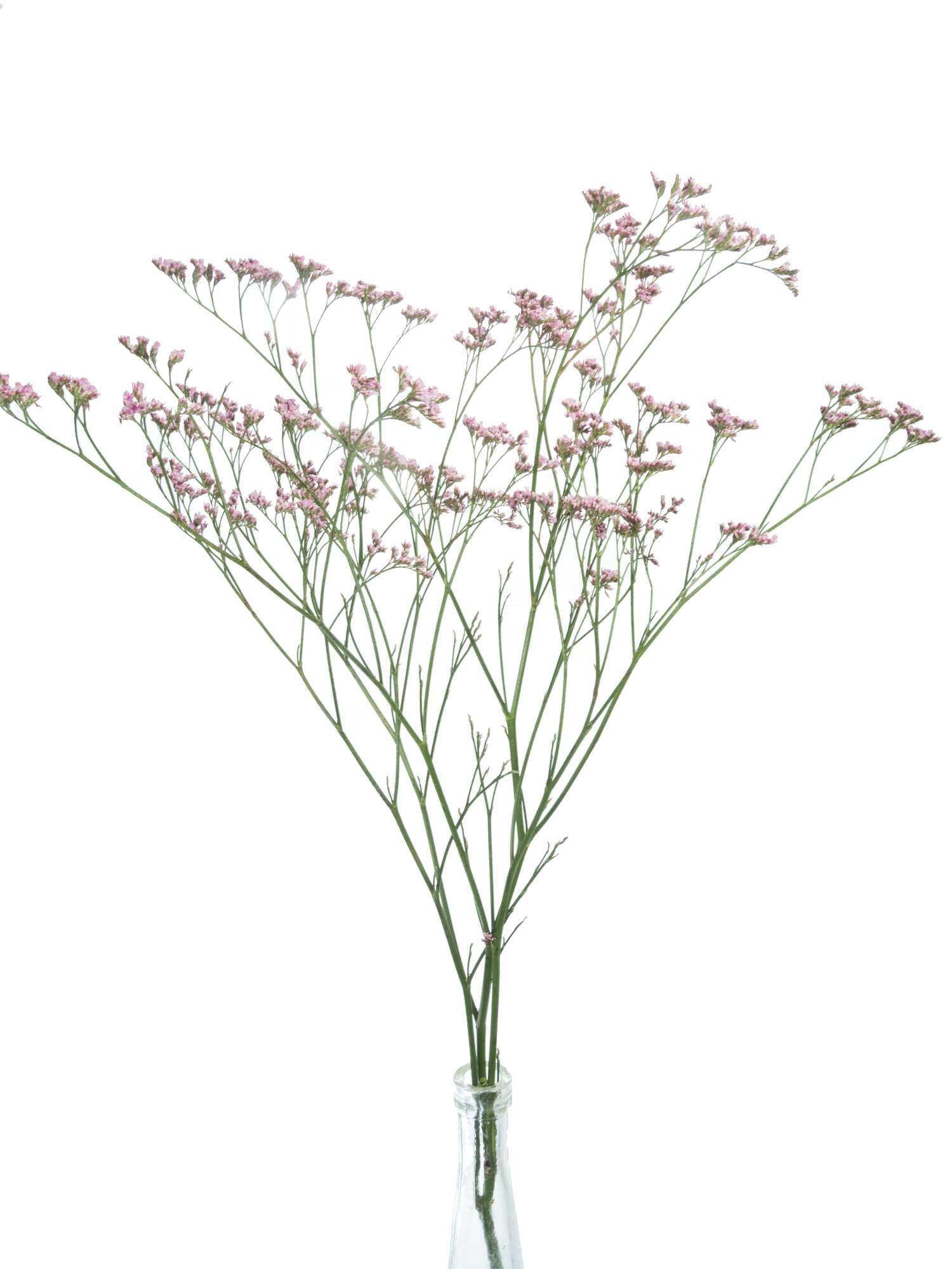 blumigo-zweige-strandflieder-limonium-lilac-lila-stiel image 3