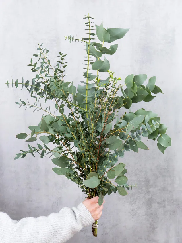 blumigo-eukalyptus-gemischt-schnittgr-n-im-bund image 1