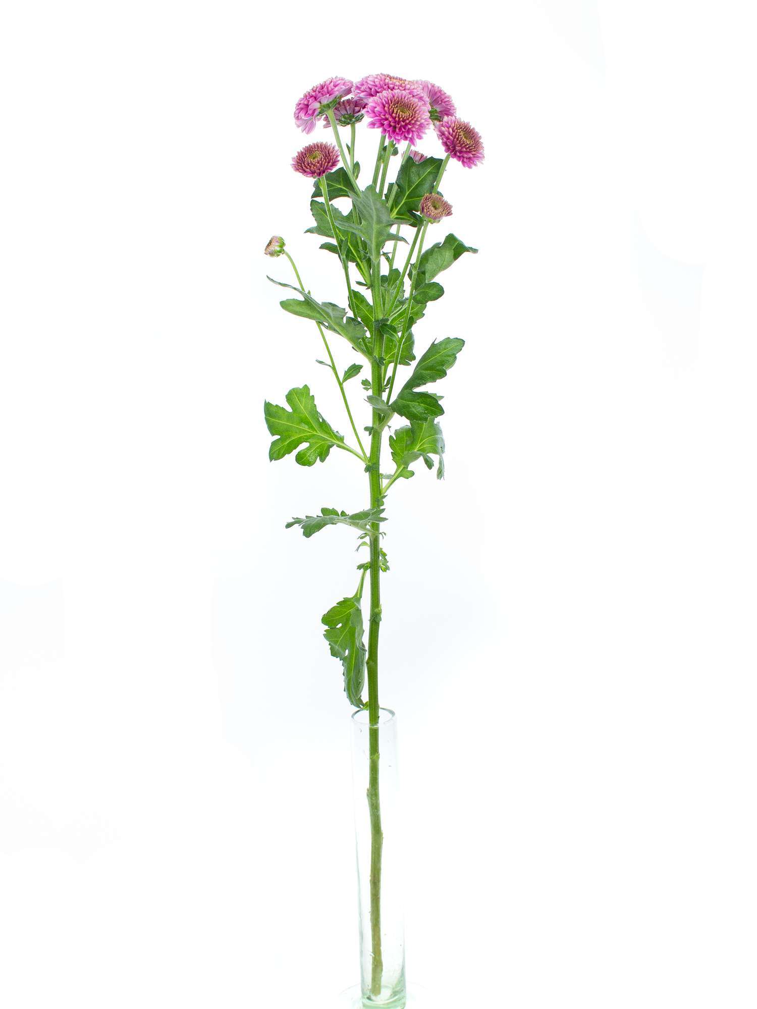 blumigo-chrysanthemen-santinis-jeanny-pink-schnittblumen image 3