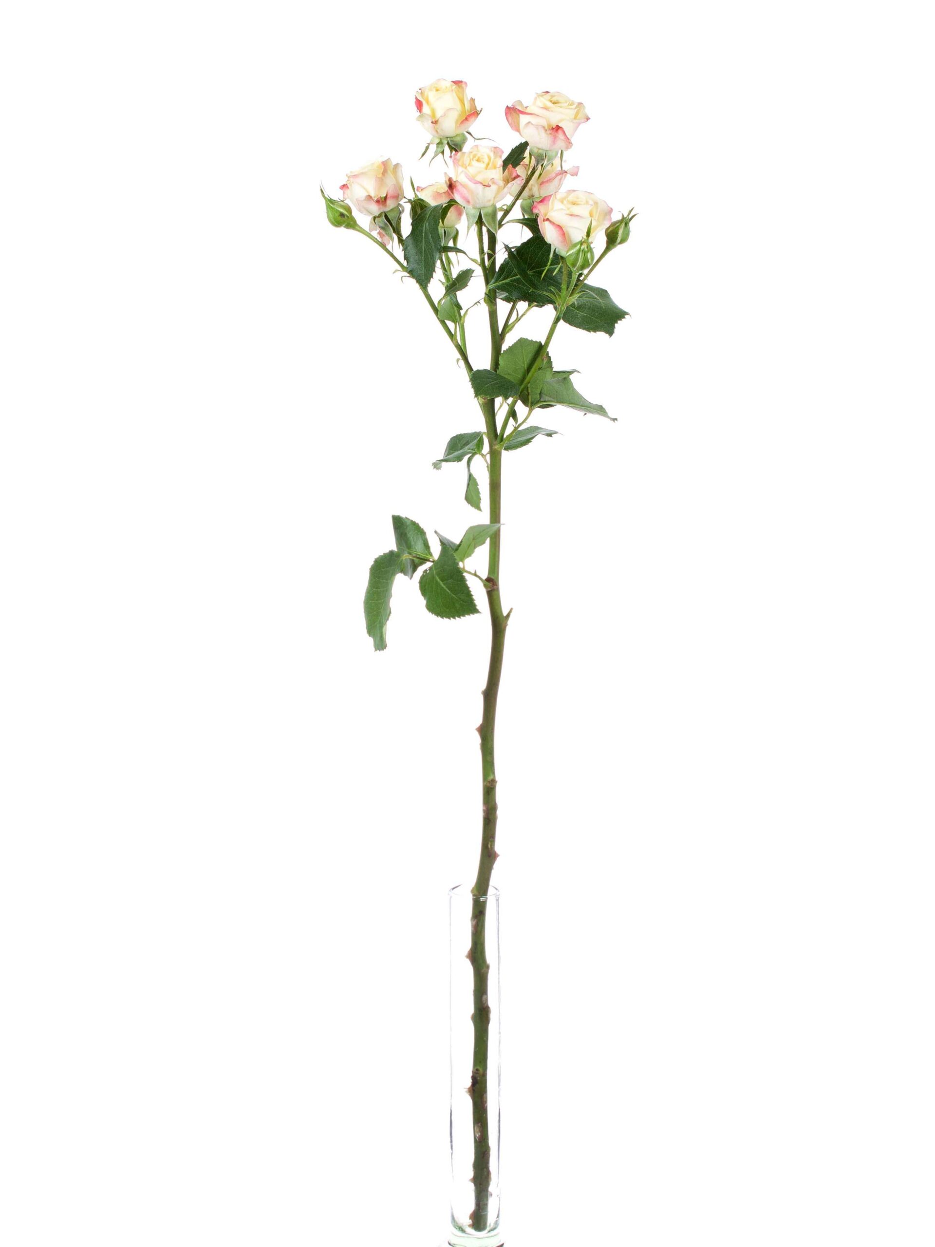 blumigo-rosen-candelicious-verzweigte-rose-creme-pink image 3