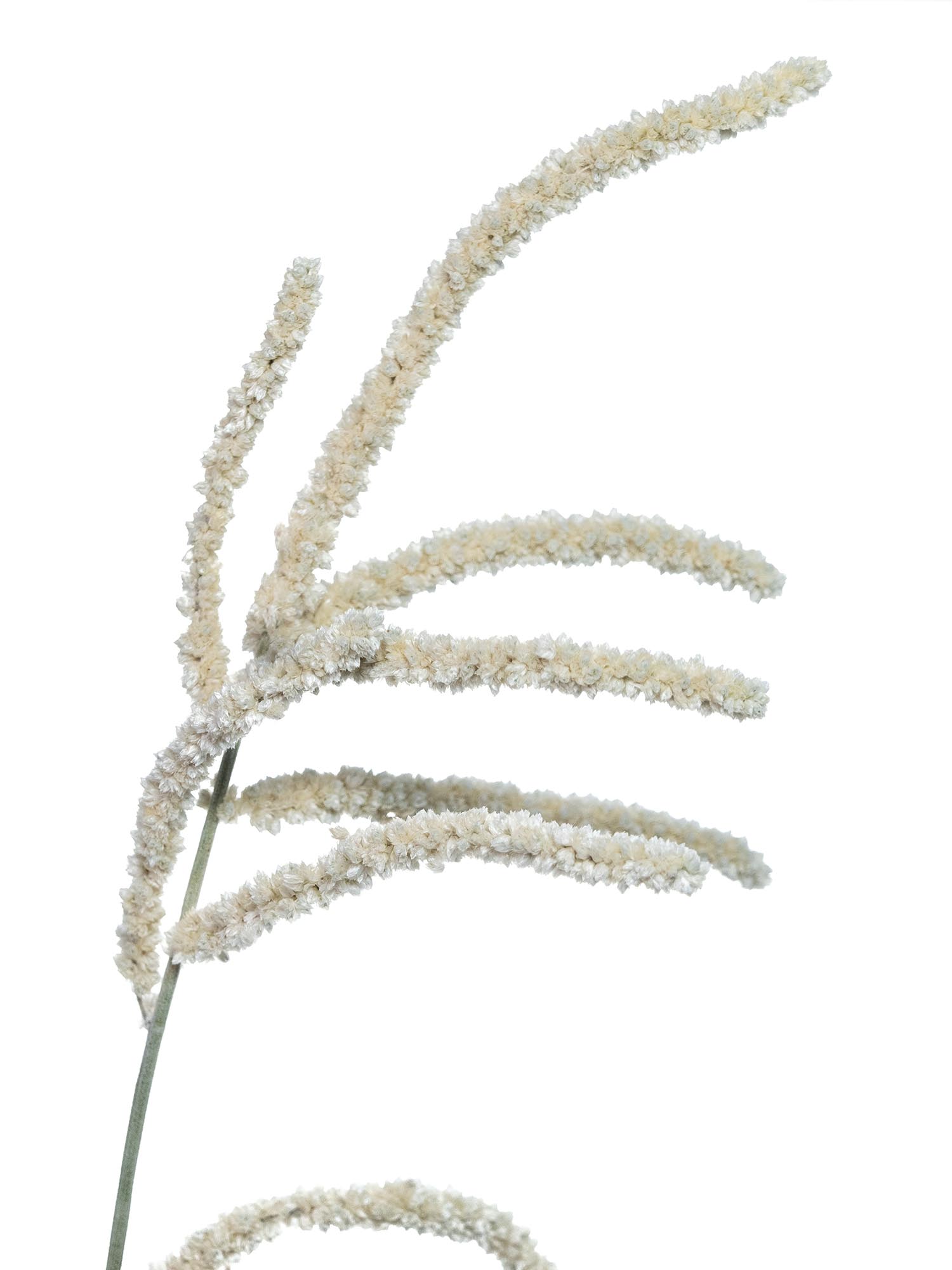 blumigo-bindegr-n-amaranthus-yearming-desert-wei-grau image 4