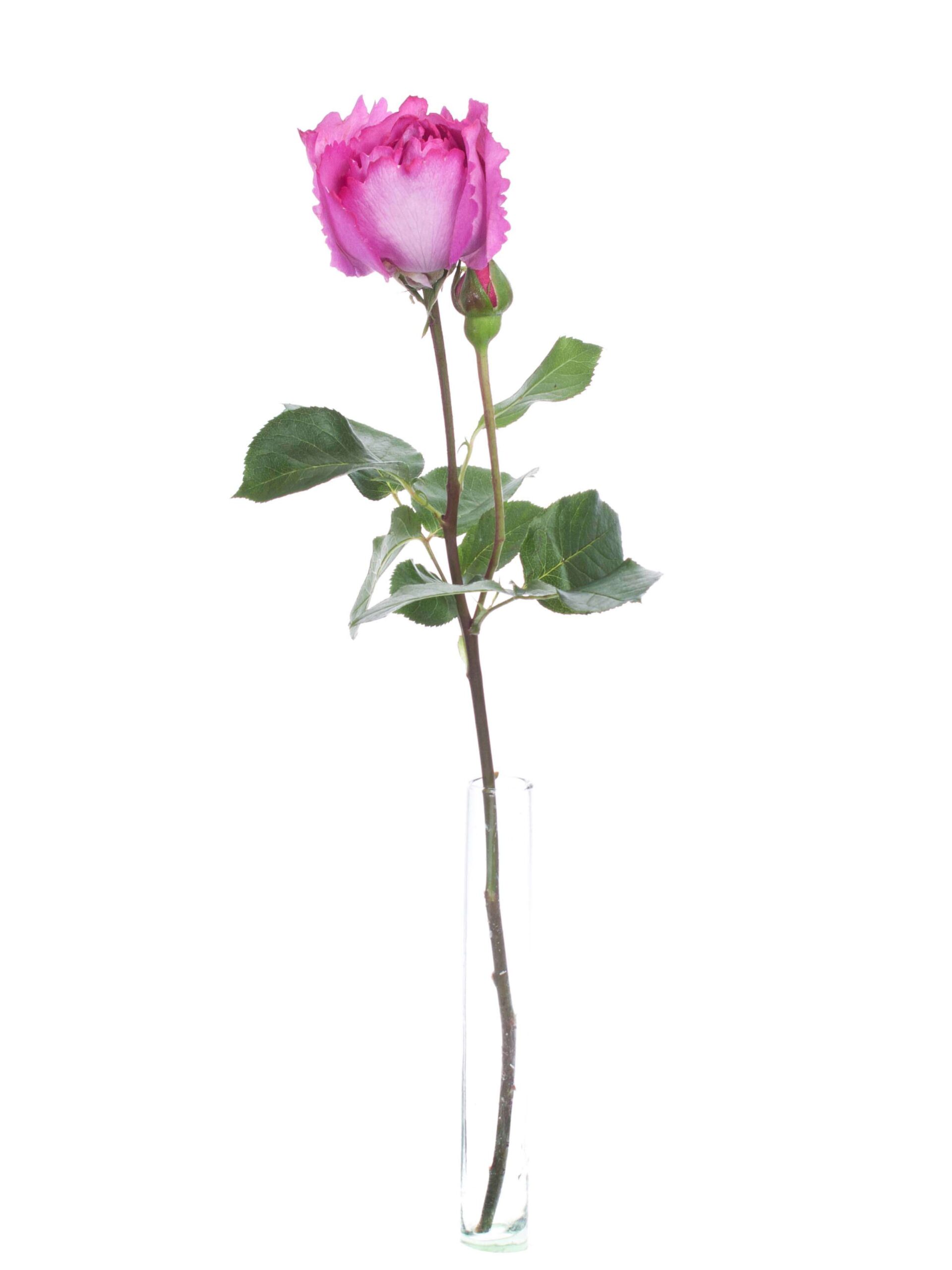 blumigo-rosen-ives-piaget-duftrosen-pink image 3