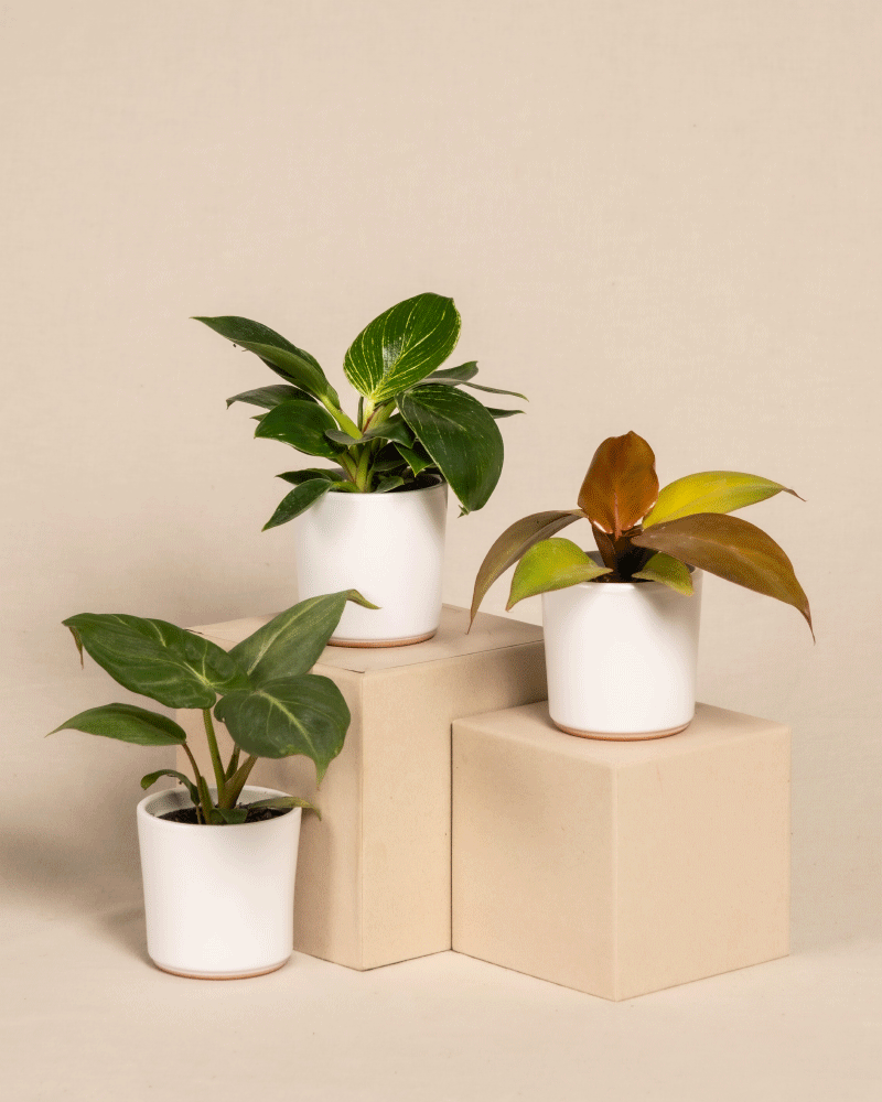 feey-variado-babypflanzen-trio-philodendron-zimmerpflanze-ohne-bertopf image 6