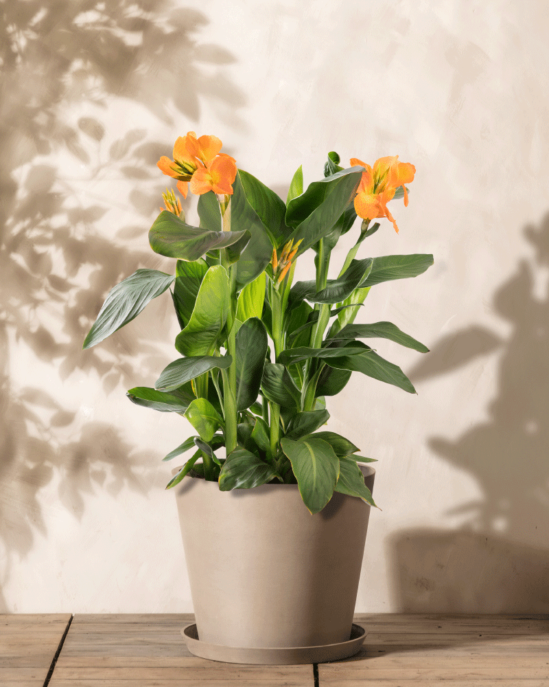 feey-amsterdam-canna-rosa-3-knollen-blumenrohr-sonne image 4