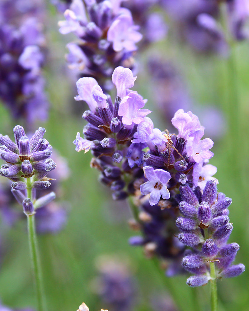feey-amsterdam-lavendel-hidcote-blue-ohne-topf-winterhart image 2