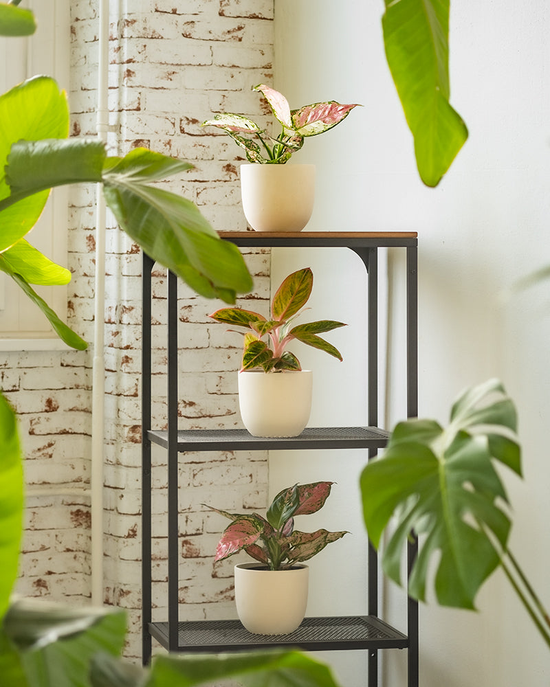 feey-variado-buntes-aglaonema-trio-zimmerpflanzen-3er-set image 4