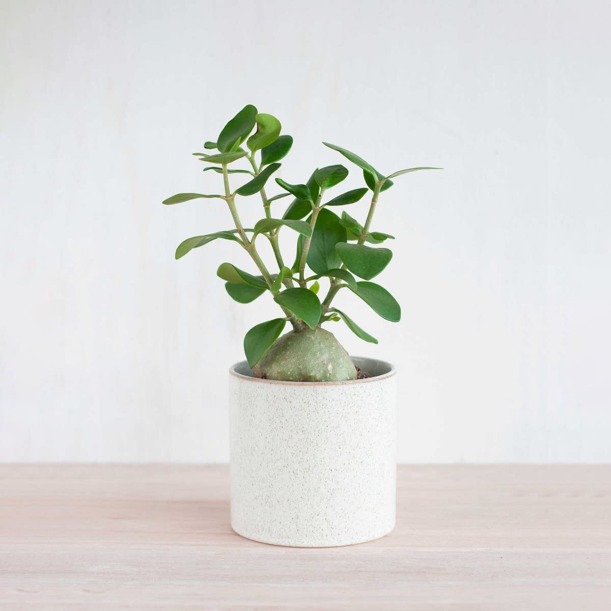 plnts-rareplnts-hydnophytum-papuanum-zimmerpflanze-35-cm-ameisenpflanze image 5