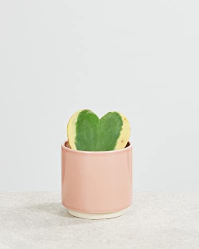 plnts-babyplnts-hoya-kerrii-albomarginata-zimmerpflanze-6cm image 7